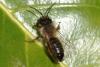Andrena nigroaenea
